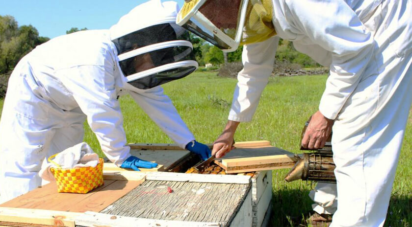 mật ong nguyên chất bao nhiêu 1 lít