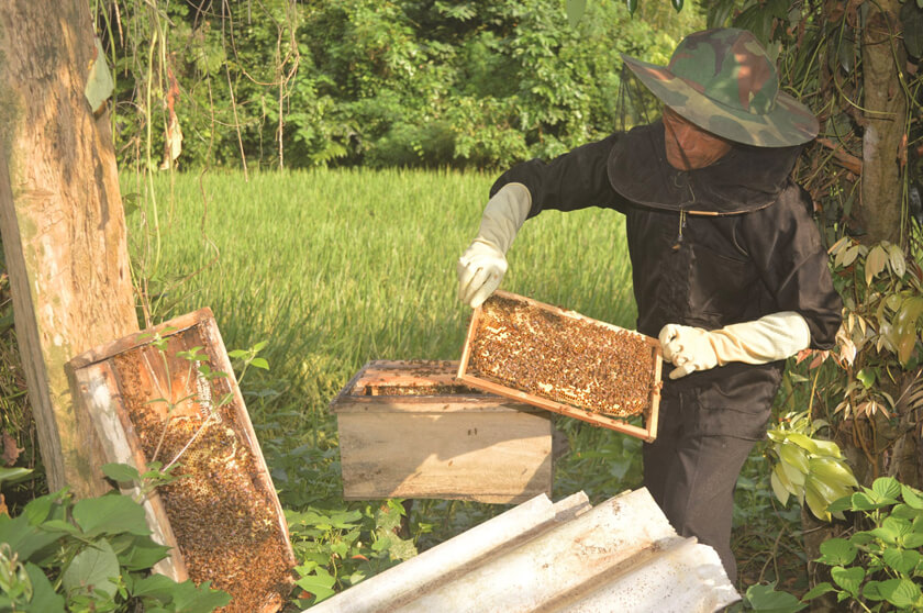 mật ong nuôi giá bao nhiêu