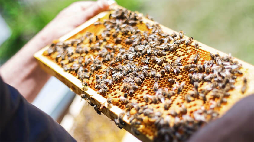 mật ong rừng nguyên chất