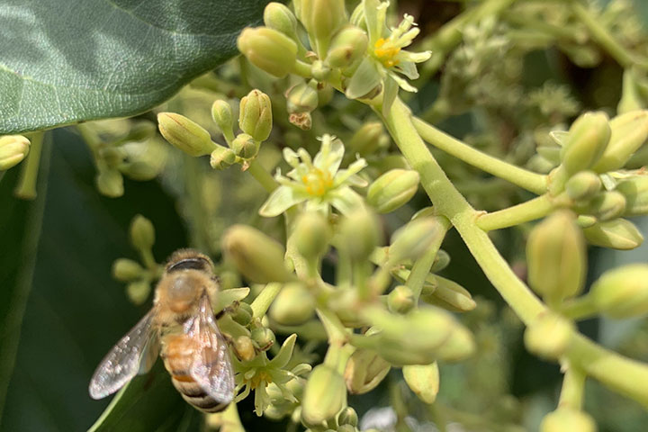 Ong hút mật từ hoa bơ