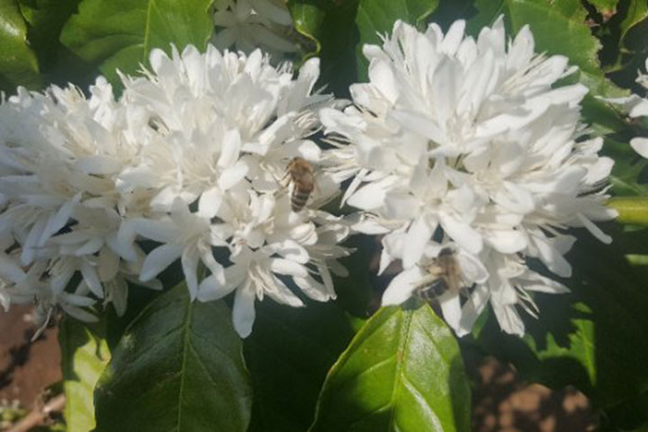 Ong hút mật hoa cà phê