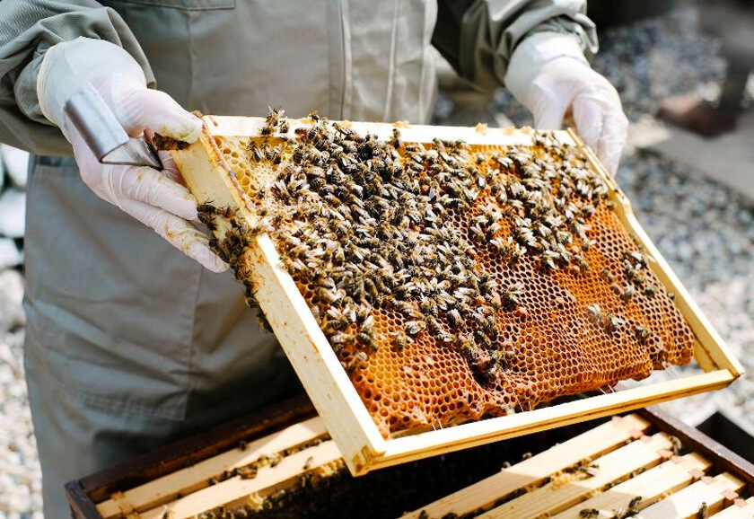 mật ong dak lak